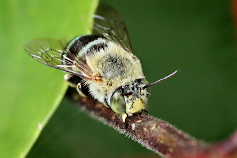 Blue-banded Bee (Amegilla sp)